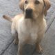 Labrador retriever (FTC IKC)