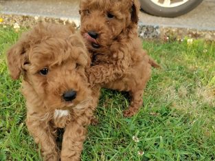 Red Miniature Poodles