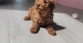 Red Miniature Poodles