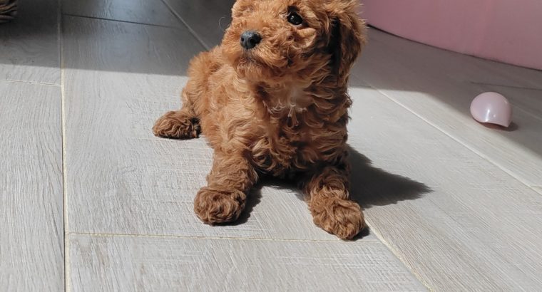 Red Miniature Poodles