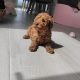 Red Miniature Poodles