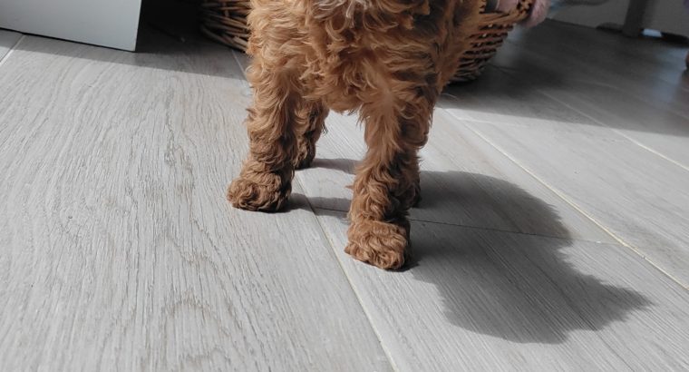 Red Miniature Poodles