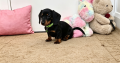 Beautiful Miniature Dachshund Puppies