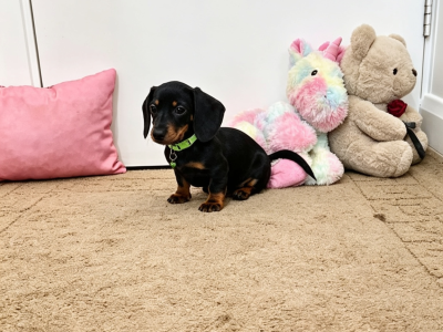 Beautiful Miniature Dachshund Puppies