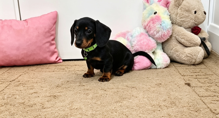 Beautiful Miniature Dachshund Puppies