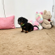Beautiful Miniature Dachshund Puppies