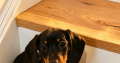 Beautiful Miniature Dachshund Puppies