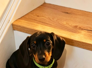 Beautiful Miniature Dachshund Puppies