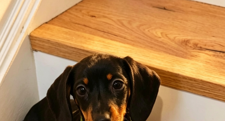 Beautiful Miniature Dachshund Puppies
