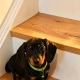 Beautiful Miniature Dachshund Puppies