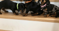 Beautiful Miniature Dachshund Puppies