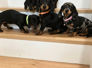 Beautiful Miniature Dachshund Puppies