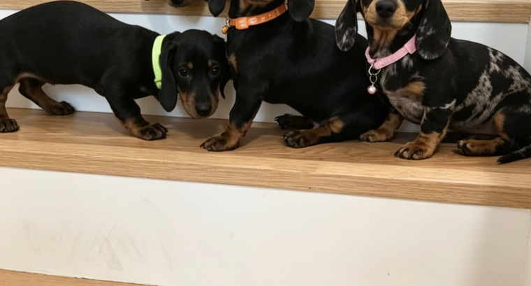 Beautiful Miniature Dachshund Puppies