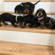 Beautiful Miniature Dachshund Puppies