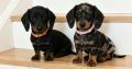 Beautiful Miniature Dachshund Puppies