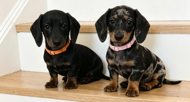 Beautiful Miniature Dachshund Puppies