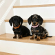 Beautiful Miniature Dachshund Puppies