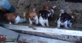 jack russells for sale