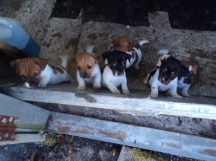 jack russells for sale