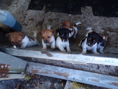 jack russells for sale