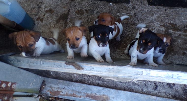 jack russells for sale