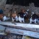 jack russells for sale