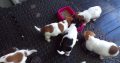 jack russells for sale