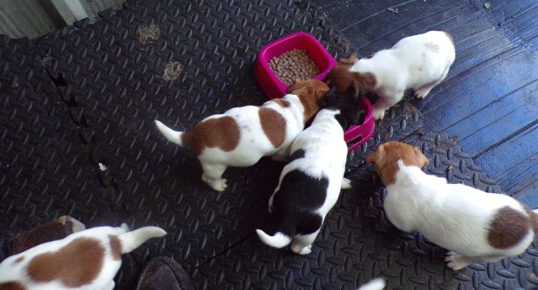 jack russells for sale