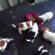 jack russells for sale