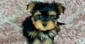 Yorkshire Terrier puppies