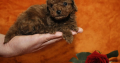 Toy Poodle Puppies