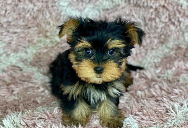 Yorkshire Terrier puppies
