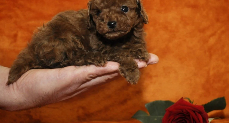 Toy Poodle Puppies