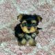 Yorkshire Terrier puppies