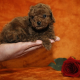 Toy Poodle Puppies