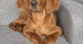 Irish Red Setter for Sale Cork