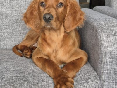 Irish Red Setter for Sale Cork