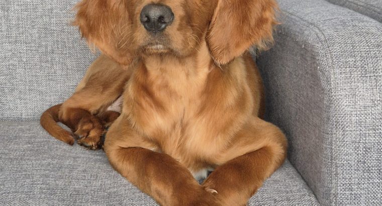 Irish Red Setter for Sale Cork