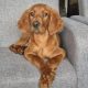 Irish Red Setter for Sale Cork