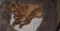 Irish Red Setter for Sale Cork