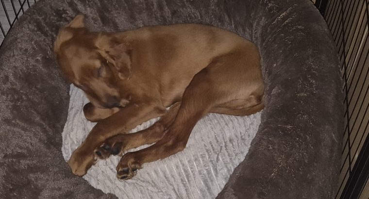 Irish Red Setter for Sale Cork