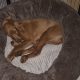 Irish Red Setter for Sale Cork