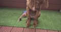 Irish Red Setter for Sale Cork