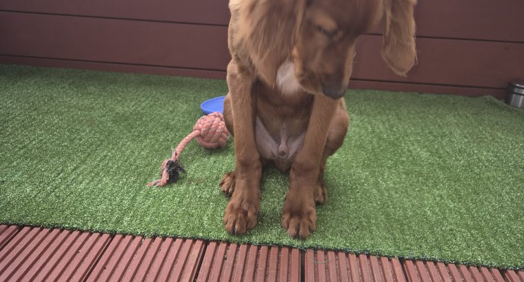 Irish Red Setter for Sale Cork