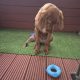 Irish Red Setter for Sale Cork