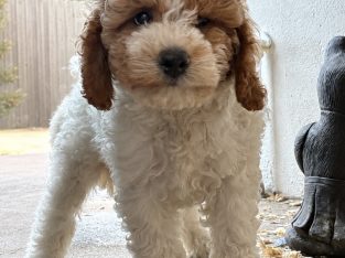 Beautiful Rare Cavapoochon Puppies