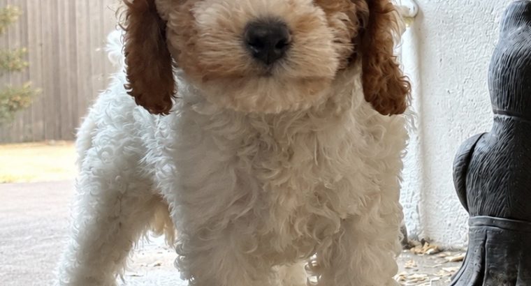 Beautiful Rare Cavapoochon Puppies