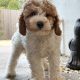 Beautiful Rare Cavapoochon Puppies
