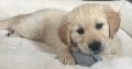 Golden Retriever Puppy