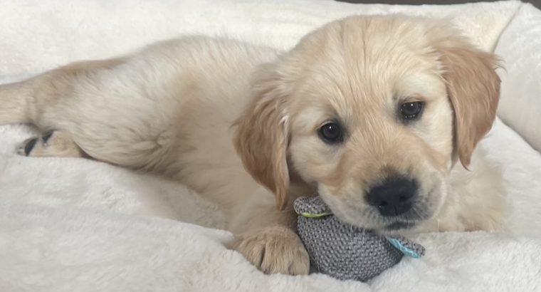Golden Retriever Puppy
